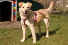 LEANA - kleiner Labrador-Mix - 6 Jahre 10 Monate - Tierhilfe-Franken e. V.