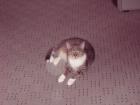 Suche netten Katter in Aachen