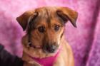 MALENA - Mischling - 4 Jahre - Tierhilfe-Franken e. V.