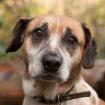 CADIS - ruhiger Mischling - 8 Jahre - Tierhilfe-Franken e. V.
