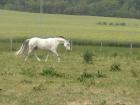 Reiten Pflegen. Spaß haben