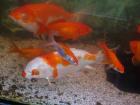 2 Koi 2 koi junior. viele menge goldfische
