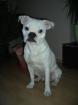 Mini Bulldog ohne Papiere Deckrüde sucht.