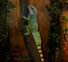 Verkaufe Wasseragame
