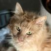 GARFIELD - Maine Coon - NOTFALL - 12 Jahre - Tierhilfe-Franken e. V.