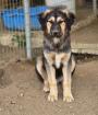 Roarke sucht ein passendes Zuhause