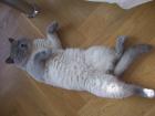 BKH Deckkater
