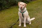 Leonell - Labrador - Notfall - 6Jahre - Tierhilfe-Franken e. V.
