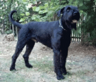 Dr. abzugeben R. Schnauzer