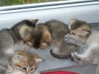 Süße BKH Kitten ab Mitte Juni