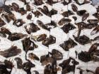 1/2 kg adulte argentinische Waldschaben Blaptica dubia 25 EUR