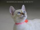 Bengal Katze Kitty 13 Wochen alt Abgabebereit