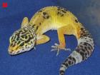 Leopardgeckos aus Hobbyzucht 2022