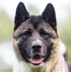 KENDO - American Akita - 3 Jahre - Tierhilfe-Franken e. V.