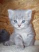 Be uns sucht noch en Mädchen und en Katerchen en liebevolles Zuhause