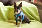 PEPPO - Chihuahua - 12 Jahre - Tierhilfe-Franken e. V.