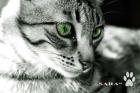Katzen aus Lanzarote suchen liebes Zuhause