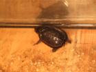 Schlüpflinge Babys Kinosternon leucostomum Weißmaulklappschildkröte