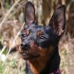 PRIMA PETZY - Rehpinscher - 2 Jahre - Tierhilfe-Franken e. V.