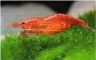 Biete mehrere N. heteropoda Red Fire Red Cherry Rote Zwerggarnele .