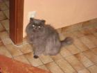 Perserkater Blau in Liebevolle Hände mit Komplett Zubehör abzugeben