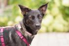 JEANNY - pfiffiger Mischling - 1 Jahr - Tierhilfe-Franken e. V.