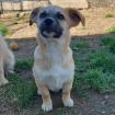 Ferdi - ein Hundejunge mit starkem Willen