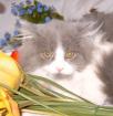 Rasse-Mix-Katerchen blau-weiß Langhaar