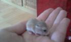 7 Roborowski Zwerghamsterbabys suchen neues zu Hause