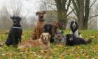 Hunde-Hacienda. de Hundegassiservice Ihre mobiele Hundebetreuung für Ratingen u