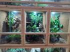 5 Schlangen inkl. Terrarien