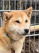 Suzume ist eine liebe etwas schüchterne kleine Hundedame