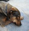 Heineken-Apachi - ein wilder ungestümer und liebenswerter Genießerhund