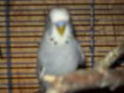 Verkaufe verschiedene Vögel