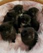 Scottish fold kitten