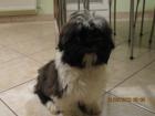 Süße Shi Tzu welpen - 2Rüden