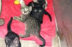 4 baby Kater suchen noch
