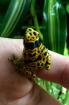 0. 2. 2 Dendrobates leucomelas