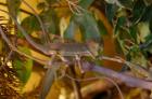 Jemenchamaeleon NZ 4Monate alt