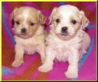 Malteser-Shihtzu