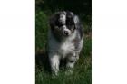 Australian Shepherd Welpen mit ASCA Papieren