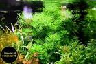 Wasserprimel Bündel Aquarienpflanzen AKTION Versand/ Abholung
