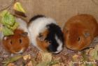 84416 Bayern Rexmeerschweinchen von der Vilsquelle