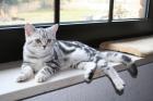 Süße reinrassige Whiskas-Kätzchen BKH abzugeben