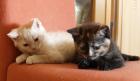 BKH Selkirk Rex Katzenbabys 12 Wochen 200 00 Euro zu Verkaufen