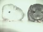 2 süße Chinchilla Babys abzugeben