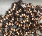 Ringe für kanarien und Exoten papagein Jahr 2022 2 2 mm - 16 mm