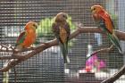 Verkaufe 6 junge Singsittiche in orange rubino und orange opaline mit sehr viel