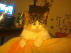 Verschenke meine geliebte MainCoon Katze
