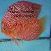 Diskus Red Leopard Super Eruption.